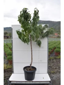 Pesco alberello vaso 35 - netarina V. 35 cm - Riviera Quality Societa' Agricola Cooperativa