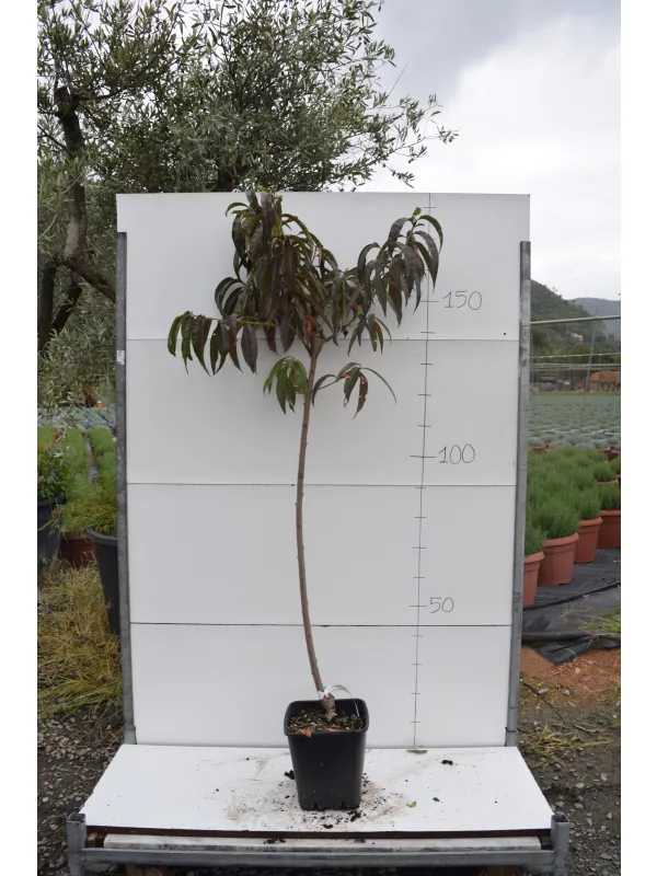 Pesco alberello var. antiche 22x22 V. 22 cm - Riviera Quality Societa' Agricola Cooperativa