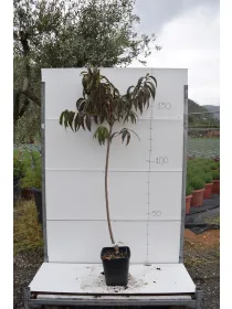 Pesco alberello var. antiche 22x22 V. 22 cm - Riviera Quality Societa' Agricola Cooperativa