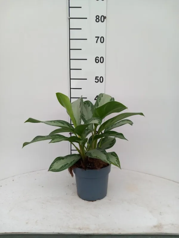 Aglaonema silver bay 2p 17 V. 17 cm H. 0 cm - Riviera Quality Societa' Agricola Cooperativa