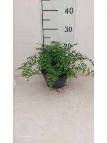 Asplenium parvati cp17 V. 17 cm - Riviera Quality Societa' Agricola Cooperativa