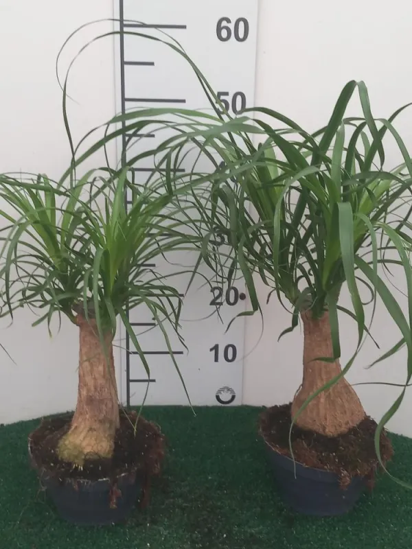 Beaucarnea cp17 V. 17 cm - Riviera Quality Societa' Agricola Cooperativa