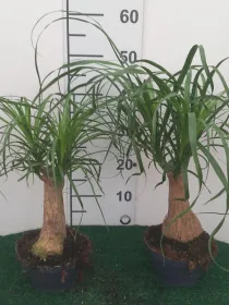 Beaucarnea cp17 V. 17 cm - Riviera Quality Societa' Agricola Cooperativa