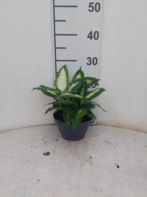 Dieffenbachia camilla 3p cp17 V. 17 cm H. 0 cm - Riviera Quality Societa' Agricola Cooperativa