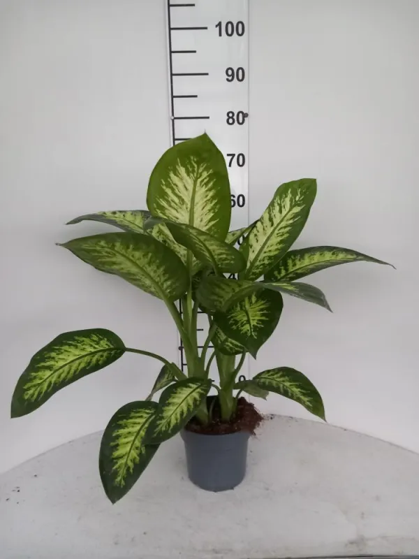 Dieffenbachia tropic snow 2p vp17 V. 17 cm H. 0 cm - Riviera Quality Societa' Agricola Cooperativa