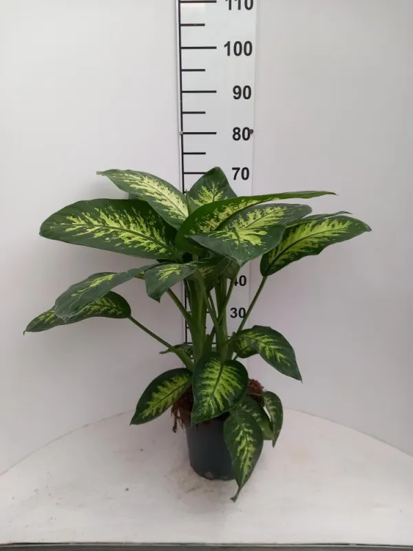 Dieffenbachia tropic snow 2p vp21 V. 21 cm H. 0 cm - Riviera Quality Societa' Agricola Cooperativa