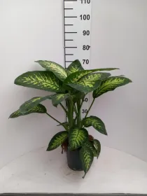 Dieffenbachia tropic snow 2p vp21 V. 21 cm H. 0 cm - Riviera Quality Societa' Agricola Cooperativa