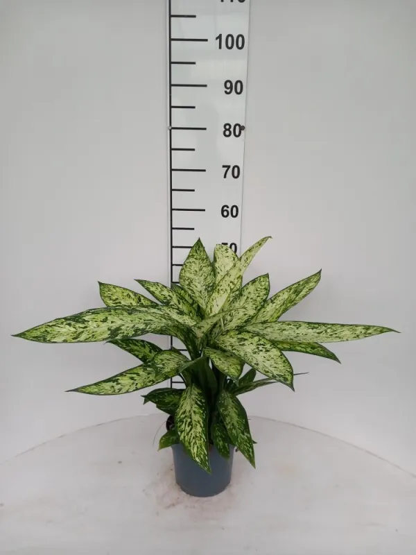 Dieffenbachia vesuvio 3p vp17 V. 17 cm H. 0 cm - Riviera Quality Societa' Agricola Cooperativa
