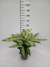 Dieffenbachia vesuvio 3p vp17 V. 17 cm H. 0 cm - Riviera Quality Societa' Agricola Cooperativa