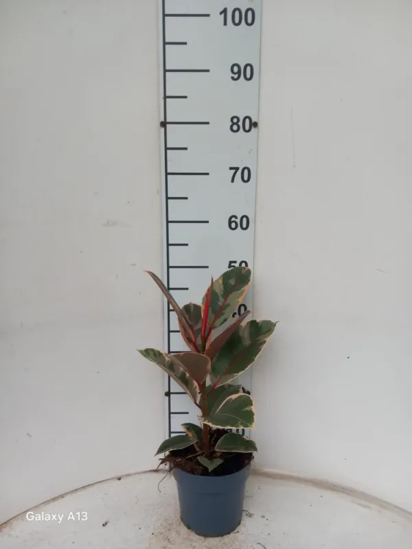 Ficus belize 1p vp17 V. 17 cm H. 0 cm - Riviera Quality Societa' Agricola Cooperativa