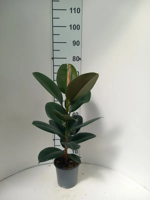 Ficus robusta 1p vp17 V. 17 cm H. 0 cm - Riviera Quality Societa' Agricola Cooperativa