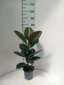 Ficus robusta 1p vp17 V. 17 cm H. 0 cm - Riviera Quality Societa' Agricola Cooperativa