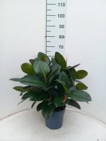 Ficus robusta spray vp21 V. 21 cm H. 0 cm - Riviera Quality Societa' Agricola Cooperativa