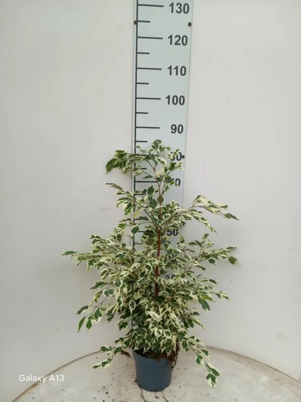 Ficus twilight vp17 V. 17 cm H. 0 cm - Riviera Quality Societa' Agricola Cooperativa