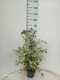 Ficus twilight vp17 V. 17 cm H. 0 cm - Riviera Quality Societa' Agricola Cooperativa
