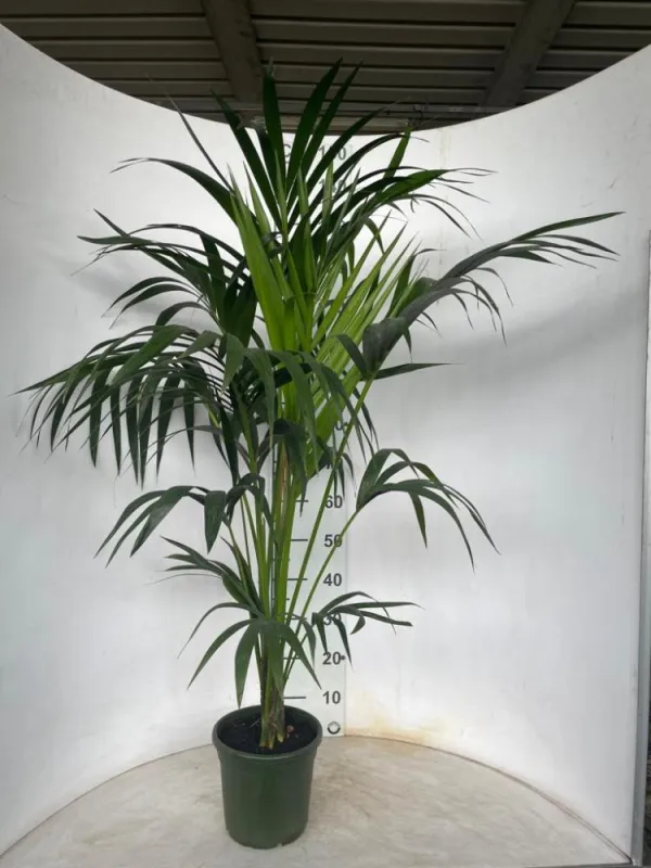 Kentia 3/4p h120/140 vp20 V. 20 cm H. 0 cm - Riviera Quality Societa' Agricola Cooperativa