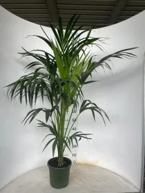 Kentia 3/4p h120/140 vp20 V. 20 cm H. 0 cm - Riviera Quality Societa' Agricola Cooperativa