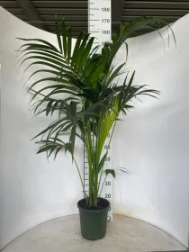 Kentia 3p h170 vp22 V. 22 cm H. 0 cm - Riviera Quality Societa' Agricola Cooperativa