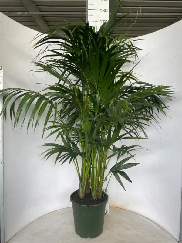 Kentia 4/5p h170/180 vp24 V. 24 cm H. 0 cm - Riviera Quality Societa' Agricola Cooperativa