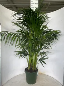 Kentia 4/5p h170/180 vp24 V. 24 cm H. 0 cm - Riviera Quality Societa' Agricola Cooperativa