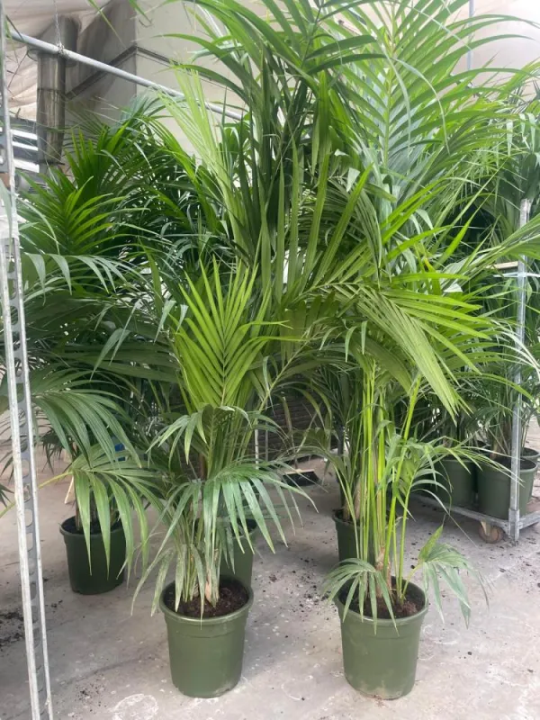 Kentia 5p h220/230 vp26 V. 24 cm H. 0 cm - Riviera Quality Societa' Agricola Cooperativa