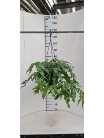 Microsorum diversifolia basket 20 V. 20 cm - Riviera Quality Societa' Agricola Cooperativa