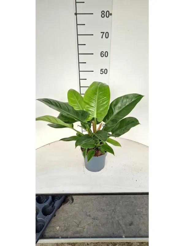 Philodendrom imp. green vp17 V. 17 cm - Riviera Quality Societa' Agricola Cooperativa