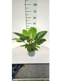 Philodendrom imp. green vp17 V. 17 cm - Riviera Quality Societa' Agricola Cooperativa