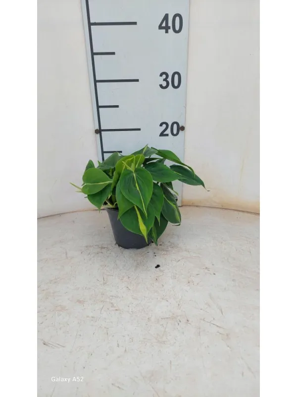 Philodendron brazil 12 V. 12 cm H. 0 cm - Riviera Quality Societa' Agricola Cooperativa