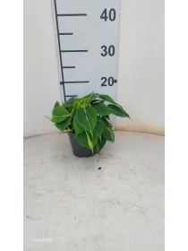 Philodendron brazil 12 V. 12 cm H. 0 cm - Riviera Quality Societa' Agricola Cooperativa