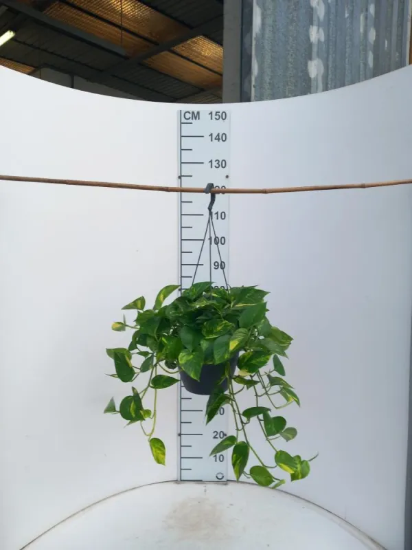 Scindapsus aureus basket 20 V. 20 cm - Riviera Quality Societa' Agricola Cooperativa