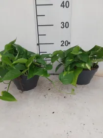 Scindapsus aureus cp17 V. 17 cm - Riviera Quality Societa' Agricola Cooperativa