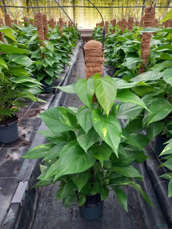 Scindapsus aureus h 80 vp17 V. 17 cm - Riviera Quality Societa' Agricola Cooperativa