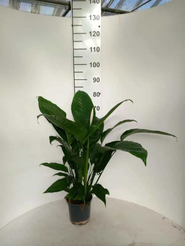 Spathiphyllum martina vp17 V. 17 cm - Riviera Quality Societa' Agricola Cooperativa