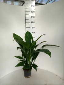 Spathiphyllum martina vp17 V. 17 cm - Riviera Quality Societa' Agricola Cooperativa