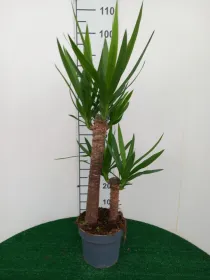 Yucca h60/30 vp21 V. 21 cm H. 0 cm - Riviera Quality Societa' Agricola Cooperativa