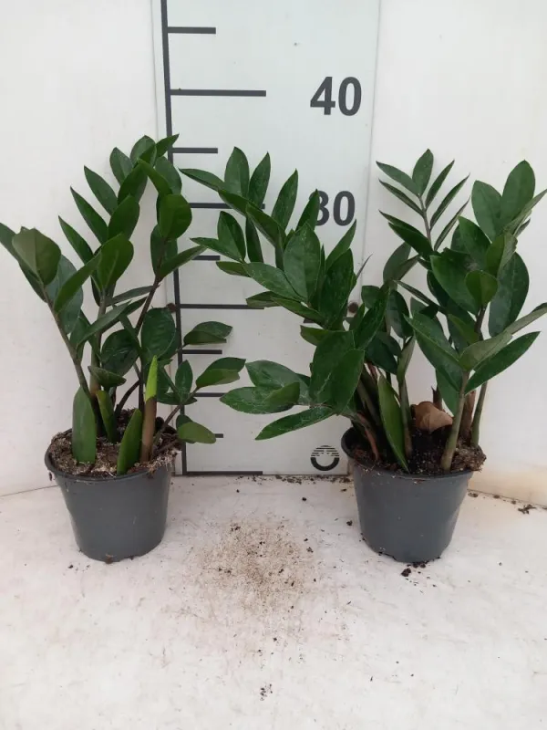 Zamioculcas vp12 V. 12 cm H. 0 cm - Riviera Quality Societa' Agricola Cooperativa