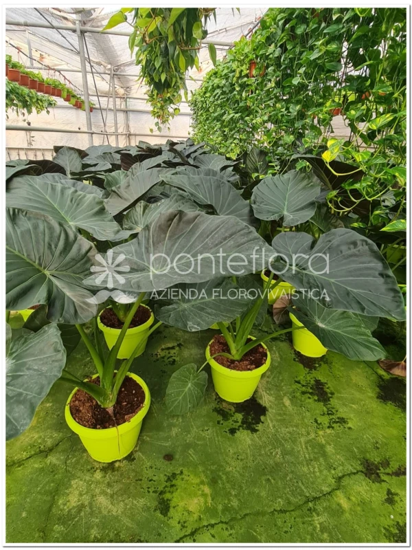 Alocasia - Azienda Florovivaistica Ponteflora Di Pisapia Antonio