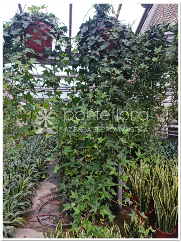 Hedera helix - Azienda Florovivaistica Ponteflora Di Pisapia Antonio