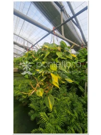 Philodendron scandens 'Brasil' - Azienda Florovivaistica Ponteflora Di Pisapia Antonio