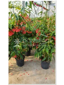 Begonia - Azienda Florovivaistica Ponteflora Di Pisapia Antonio