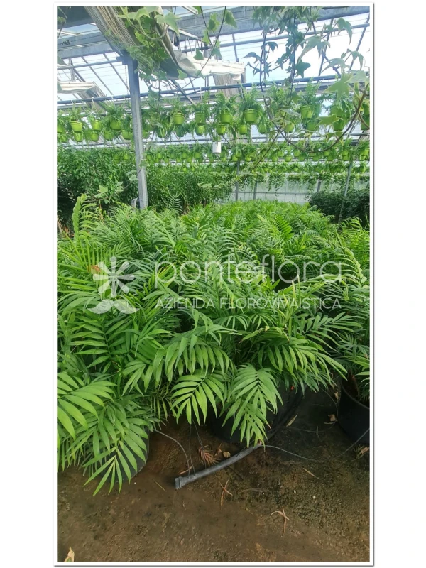 Chamaedorea elegans - Azienda Florovivaistica Ponteflora Di Pisapia Antonio