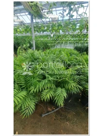 Chamaedorea elegans - Azienda Florovivaistica Ponteflora Di Pisapia Antonio