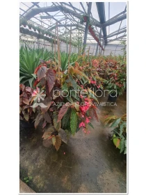 Begonia maculata - Azienda Florovivaistica Ponteflora Di Pisapia Antonio