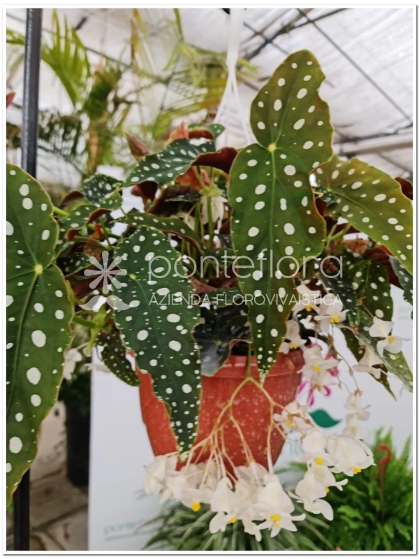 Begonia maculata - Azienda Florovivaistica Ponteflora Di Pisapia Antonio