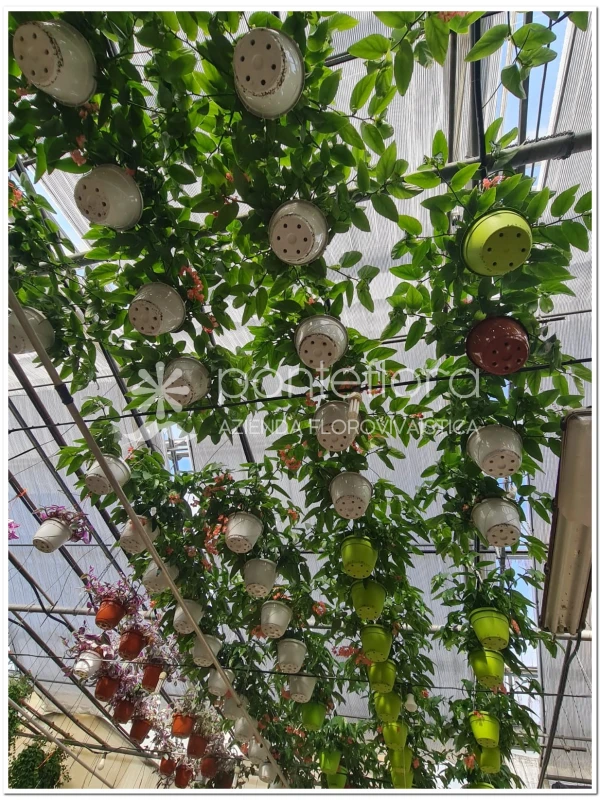 Begonia Tamaya - Azienda Florovivaistica Ponteflora Di Pisapia Antonio