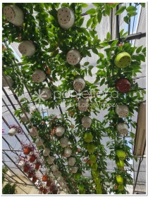 Begonia Tamaya - Azienda Florovivaistica Ponteflora Di Pisapia Antonio