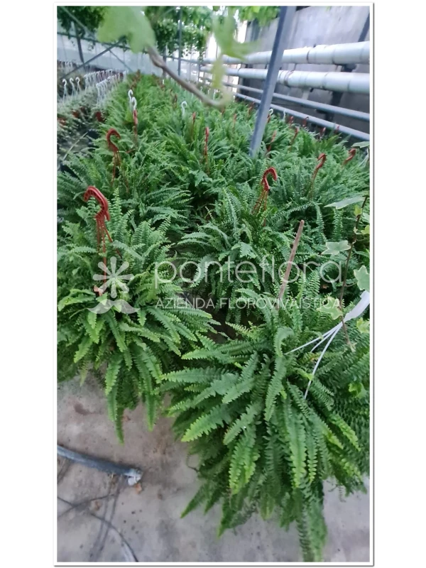 Nephrolepis Chester - Azienda Florovivaistica Ponteflora Di Pisapia Antonio