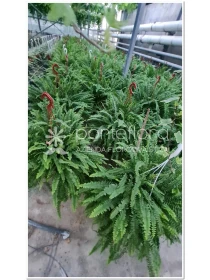 Nephrolepis Chester - Azienda Florovivaistica Ponteflora Di Pisapia Antonio
