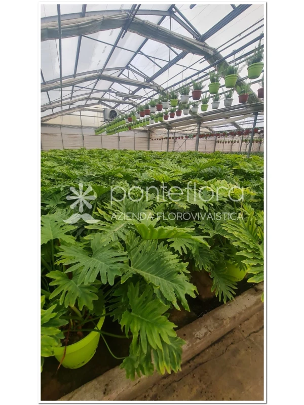 Philodendron Selloum - Azienda Florovivaistica Ponteflora Di Pisapia Antonio